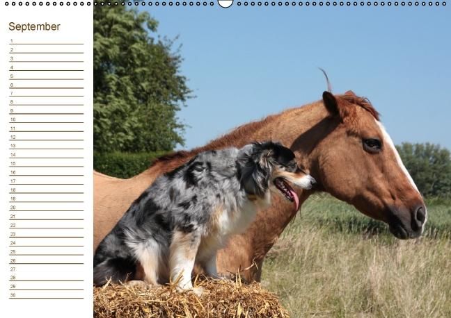 Produktbild: Pferde / Geburtstagskalender / AT-Version (Wandkalender immerw&auml;hrend DIN A2 quer)