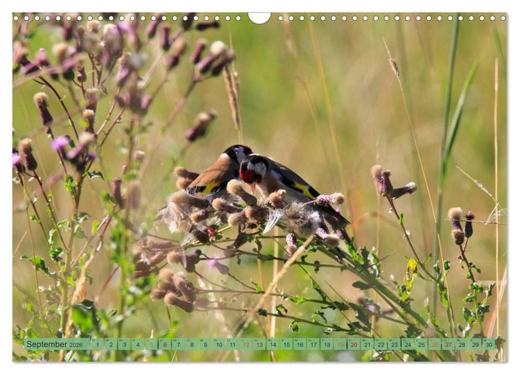 Produktbild: Distelfink (Wandkalender 2026 DIN A3 quer), CALVENDO Monatskalender