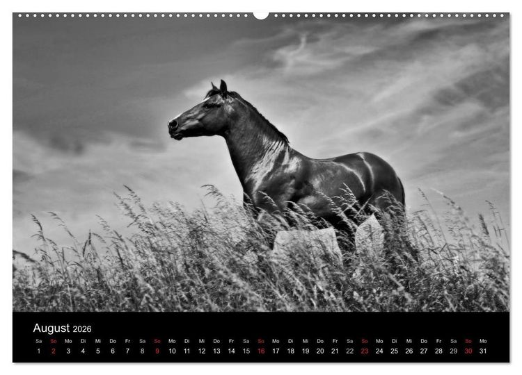 Produktbild: Pferde 2026 Wild Thing (Wandkalender 2026 DIN A2 quer), CALVENDO Monatskalender