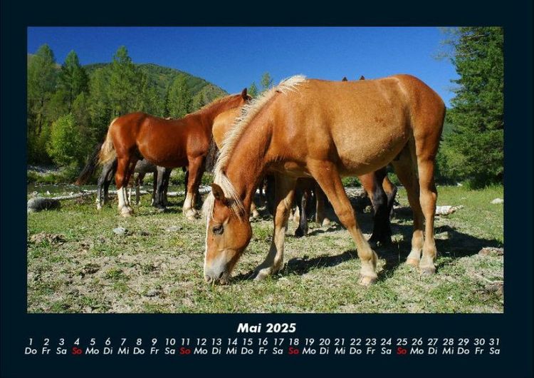 Produktbild: Die Welt der Pferde 2025 Fotokalender DIN A4