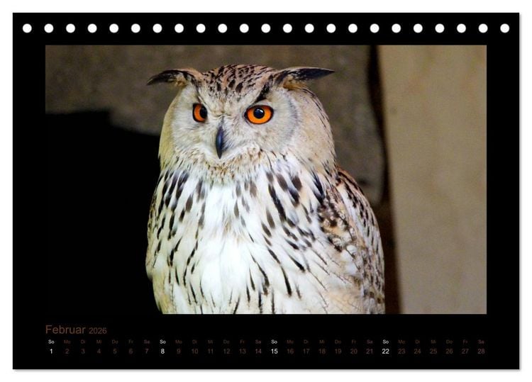 Produktbild: Eulen und K&auml;uze (Tischkalender 2026 DIN A5 quer), CALVENDO Monatskalender