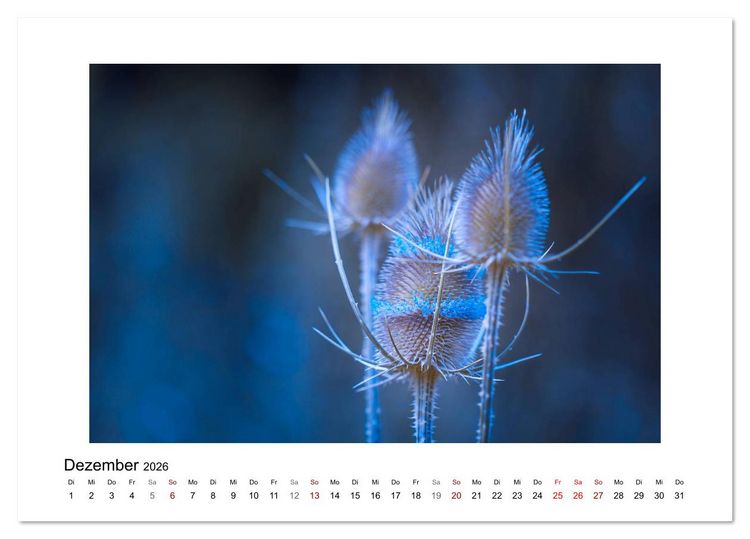 Produktbild: Blauer Bl&uuml;tentraum (Tischkalender 2026 DIN A5 quer), CALVENDO Monatskalender