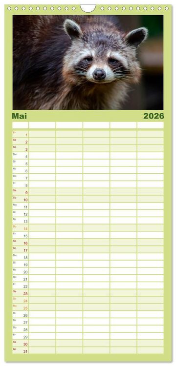 Produktbild: Familienplaner 2026 - Waschb&auml;r - Niedlicher Allesfresser mit 5 Spalten (Wandkalender, 21 x 45 cm) CALVENDO