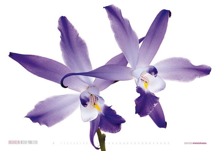 Produktbild: Pawlitzki, M: Orchideen/immerw&auml;hrend