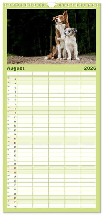 Produktbild: Familienplaner 2026 - Border Collies 2026 mit 5 Spalten (Wandkalender, 21 x 45 cm) CALVENDO
