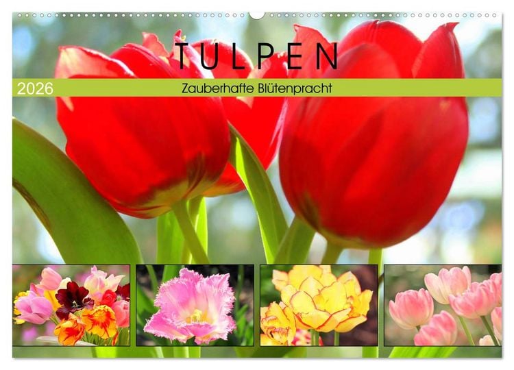 Produktbild: Tulpen. Zauberhafte Bl&uuml;tenpracht (Wandkalender 2026 DIN A2 quer), CALVENDO Monatskalender
