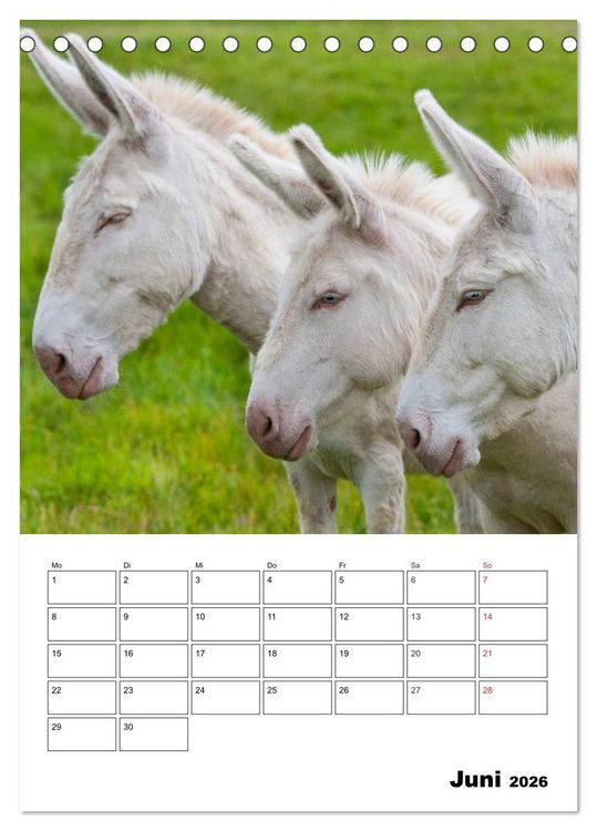 Produktbild: S&uuml;&szlig;e Esel. Langohren zum Verlieben (Tischkalender 2026 DIN A5 hoch), CALVENDO Monatskalender