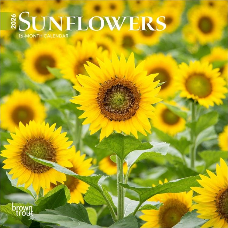 Produktbild: Sunflowers 2026 7 X 14 Inch (Hanging) Monthly Mini Wall Calendar