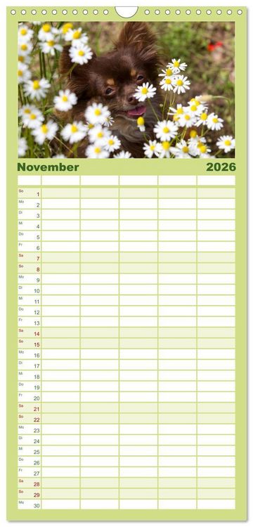 Produktbild: Familienplaner 2026 - Chihuahuas - kleine Herzensbrecher mit 5 Spalten (Wandkalender, 21 x 45 cm) CALVENDO
