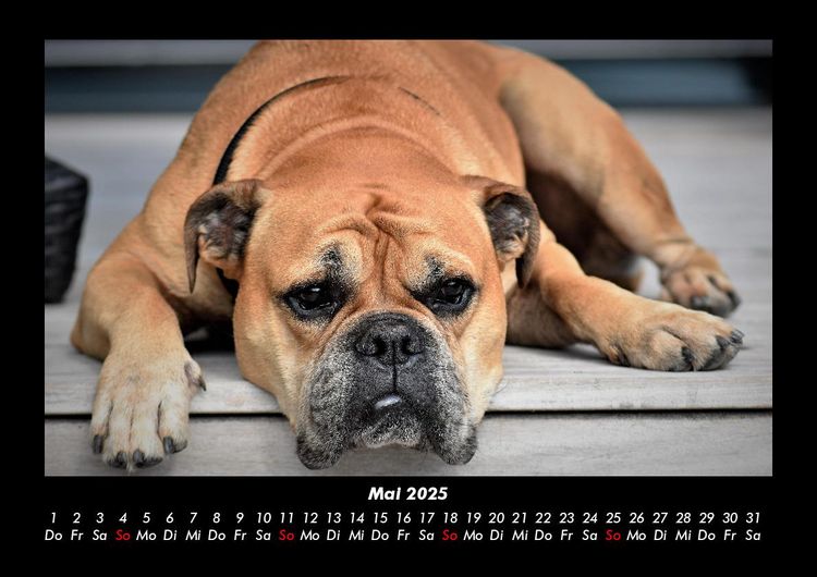 Produktbild: Der Hundekalender 2025 Fotokalender DIN A3