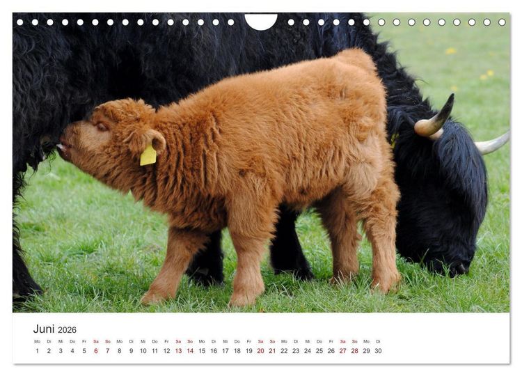 Produktbild: K&auml;lber - Kleine Herzensbrecher auf den Wiesen (Wandkalender 2026 DIN A4 quer), CALVENDO Monatskalender