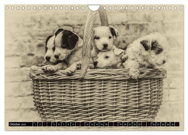Produktbild: Parson Jack Russel Welpen (Wandkalender 2026 DIN A4 quer), CALVENDO Monatskalender