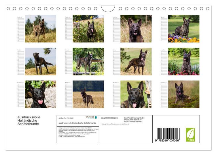 Produktbild: ausdrucksvolle Holl&auml;ndische Sch&auml;ferhunde (Wandkalender 2026 DIN A4 quer), CALVENDO Monatskalender