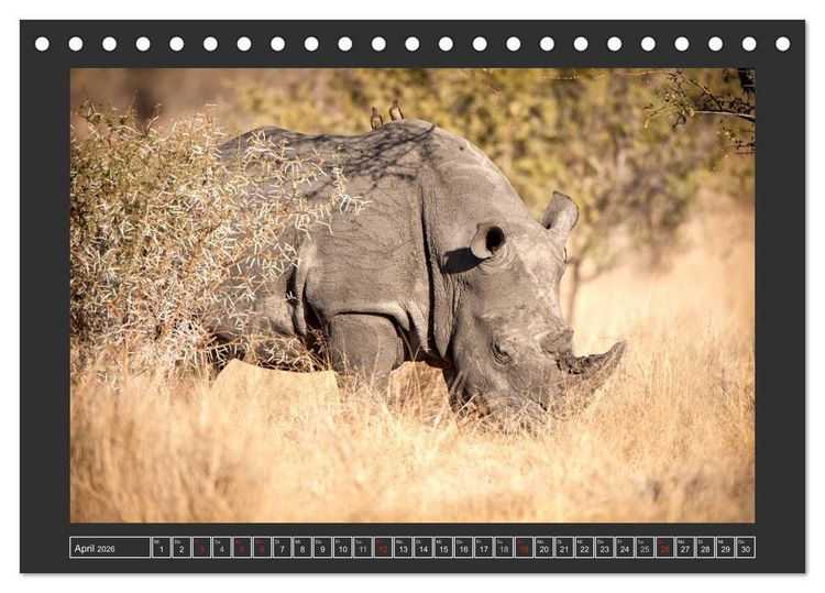 Produktbild: Das Wei&szlig;e Nashorn (Tischkalender 2026 DIN A5 quer), CALVENDO Monatskalender