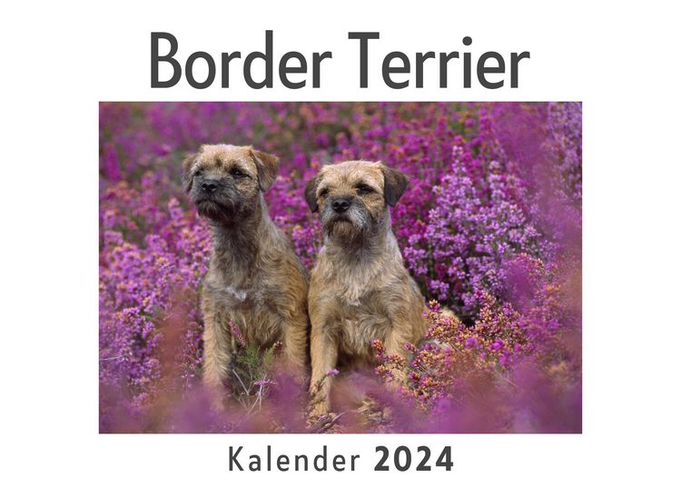 Produktbild: Border Terrier (Wandkalender 2024, Kalender DIN A4 quer, Monatskalender im Querformat mit Kalendarium, Das perfekte Geschenk)