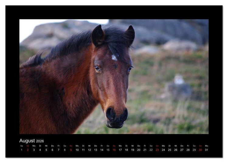 Produktbild: Garranos - Bedrohte Wildpferde Europas (Tischkalender 2026 DIN A5 quer), CALVENDO Monatskalender