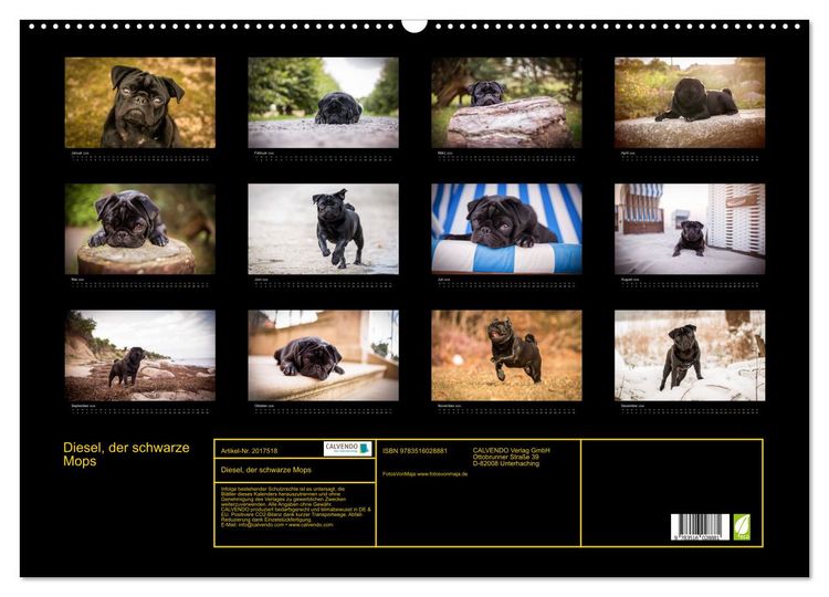 Produktbild: Diesel, der schwarze Mops (Wandkalender 2026 DIN A2 quer), CALVENDO Monatskalender