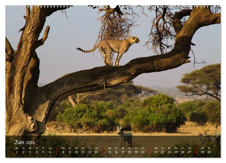 Produktbild: Wildes Ostafrika - Tansania und Kenia hautnah (hochwertiger Premium Wandkalender 2026 DIN A2 quer), Kunstdruck in Hochglanz