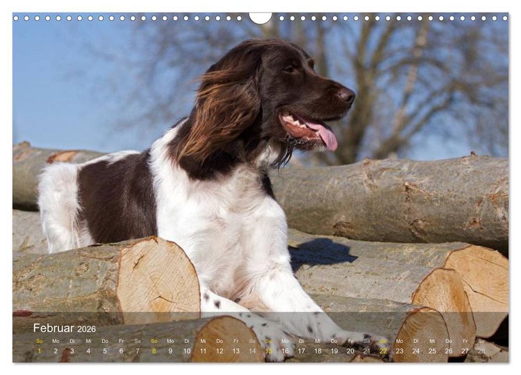 Produktbild: Kleiner M&uuml;nsterl&auml;nder Vorstehhund (Wandkalender 2026 DIN A3 quer), CALVENDO Monatskalender