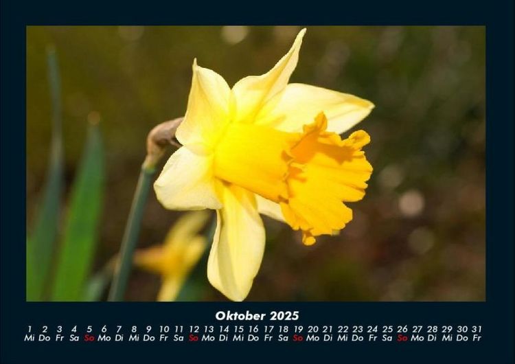 Produktbild: Blumenzauber 2025 Fotokalender DIN A4