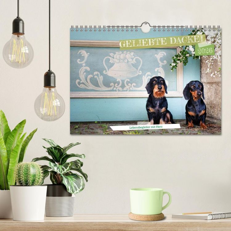 Produktbild: Geliebte Dackel (Wandkalender 2026 DIN A4 quer), CALVENDO Monatskalender