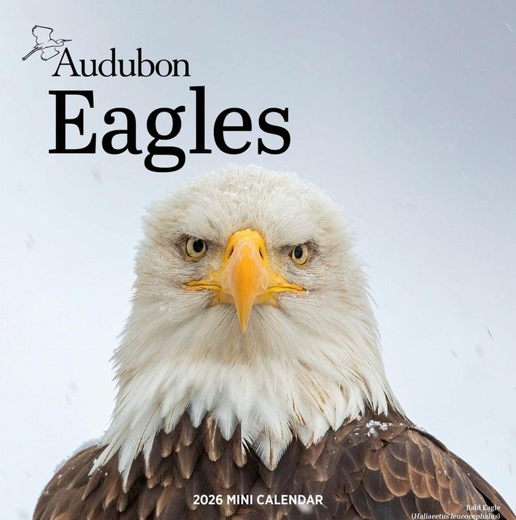 Produktbild: Audubon Eagles Mini Wall Calendar 2026