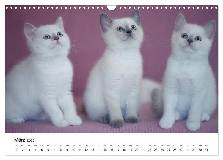 Produktbild: Briten B&auml;rchen &ndash; Britsch Kurzhaar 2026 (Wandkalender 2026 DIN A3 quer), CALVENDO Monatskalender