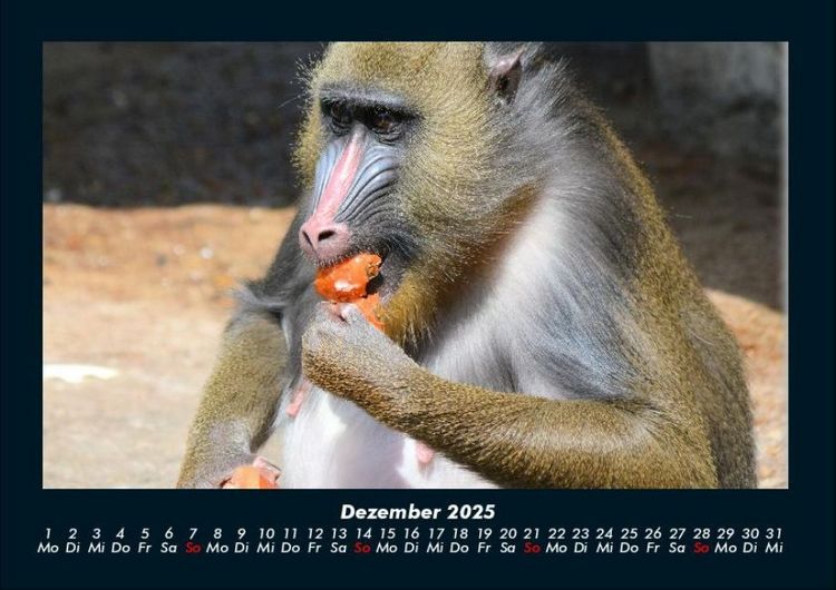 Produktbild: Affen 2025 Fotokalender DIN A4