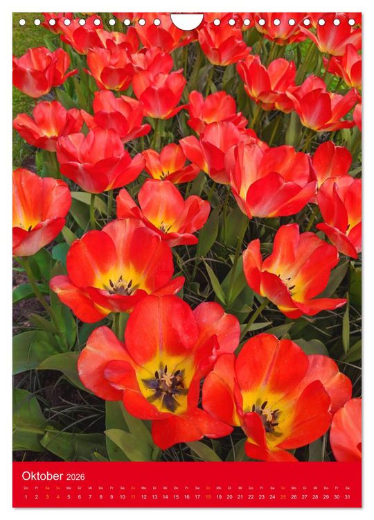 Produktbild: Tulpen. Bunter Fr&uuml;hling (Wandkalender 2026 DIN A4 hoch), CALVENDO Monatskalender