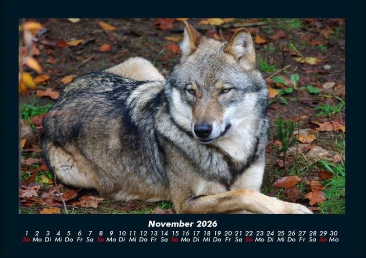 Produktbild: Tiere in der Wildnis 2026 Fotokalender DIN A4