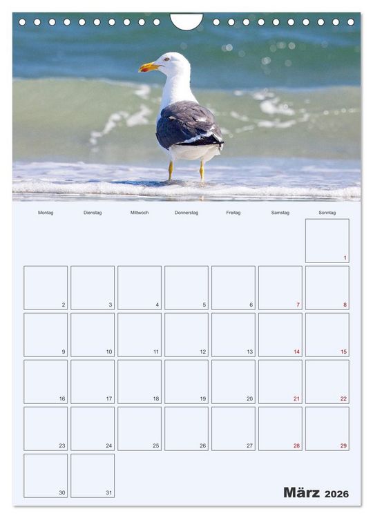 Produktbild: Wildes Leben auf Helgoland (Wandkalender 2026 DIN A4 hoch), CALVENDO Monatskalender