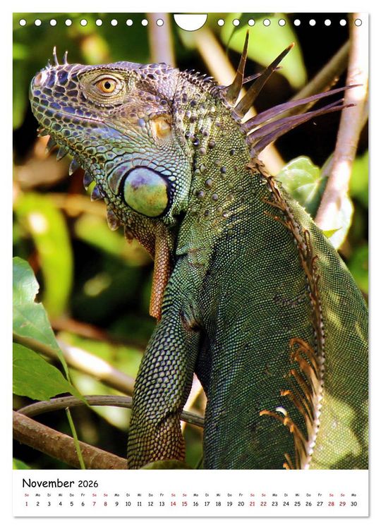 Produktbild: Costa Rica - Fauna & Flora (Wandkalender 2026 DIN A4 hoch), CALVENDO Monatskalender
