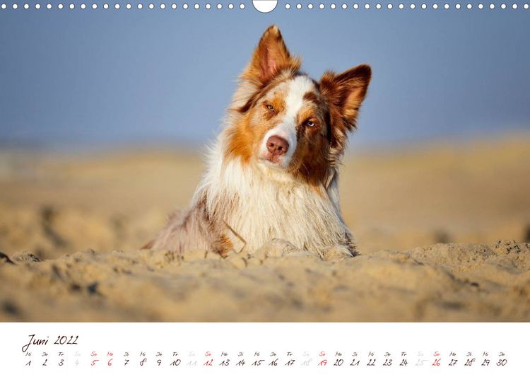 Produktbild: Wunderbare Australian Shepherds (Wandkalender 2022 DIN A3 quer)