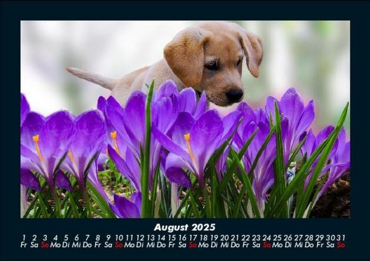 Produktbild: Welpen 2025 Fotokalender DIN A5