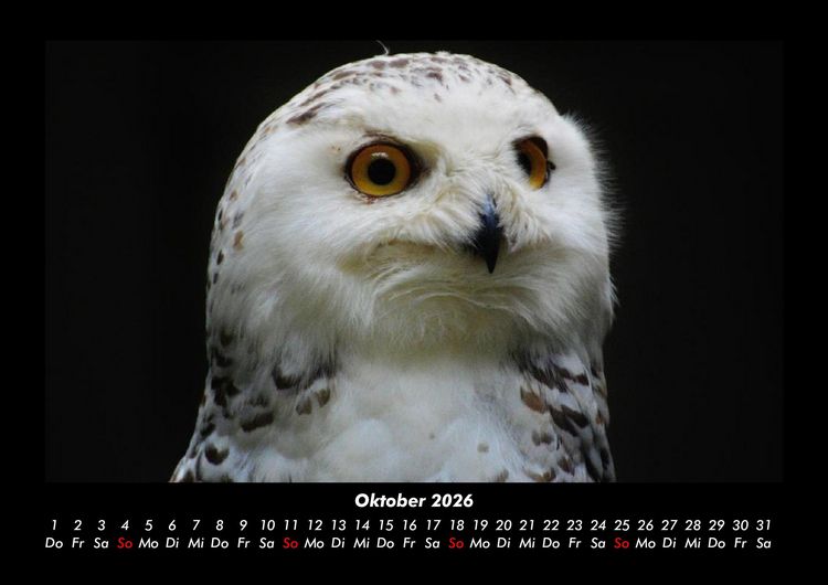 Produktbild: Welt der V&ouml;gel 2026 Fotokalender DIN A3