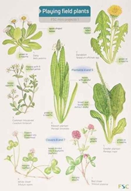 Produktbild: Playing Field Plants