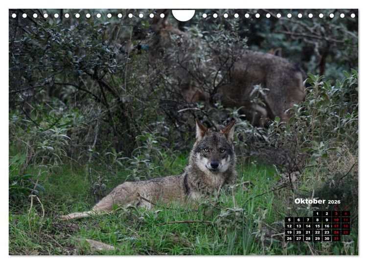 Produktbild: Willkommen Wolf (Wandkalender 2026 DIN A4 quer), CALVENDO Monatskalender