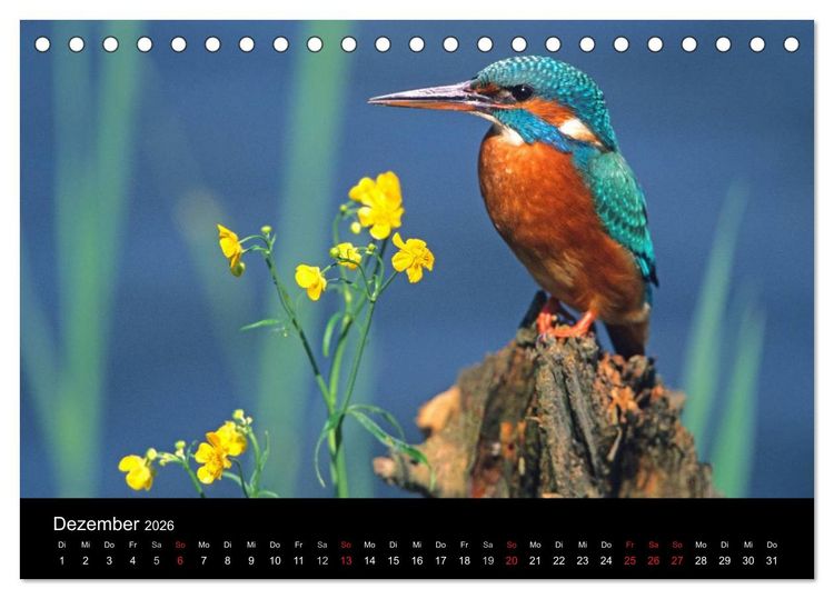 Produktbild: V&ouml;gel (Tischkalender 2026 DIN A5 quer), CALVENDO Monatskalender