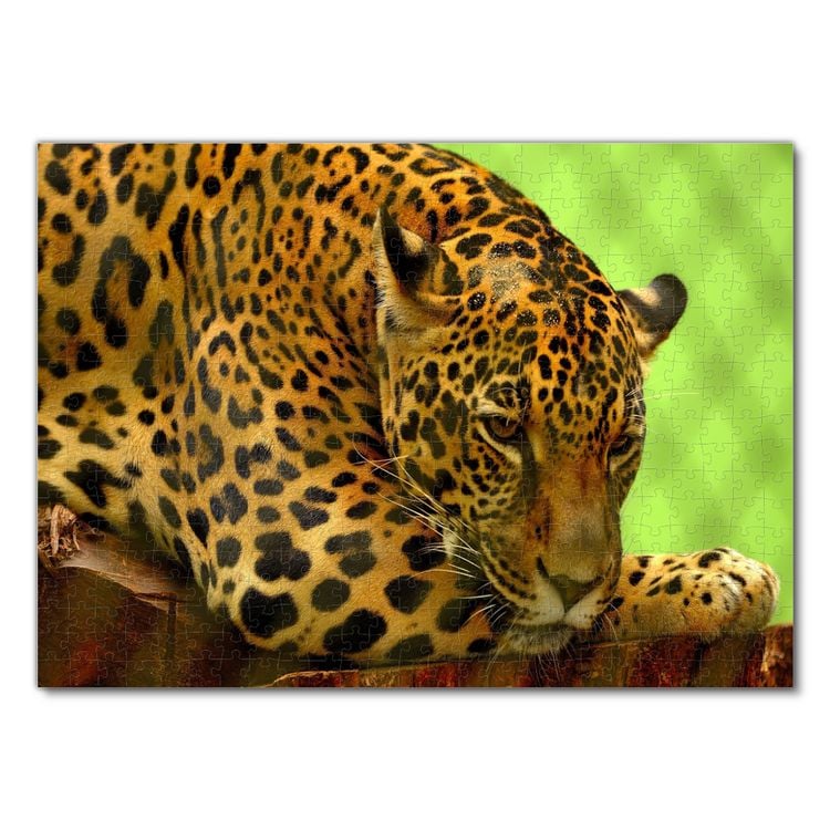 Produktbild: Lais Puzzle Jaguar 500 Teile