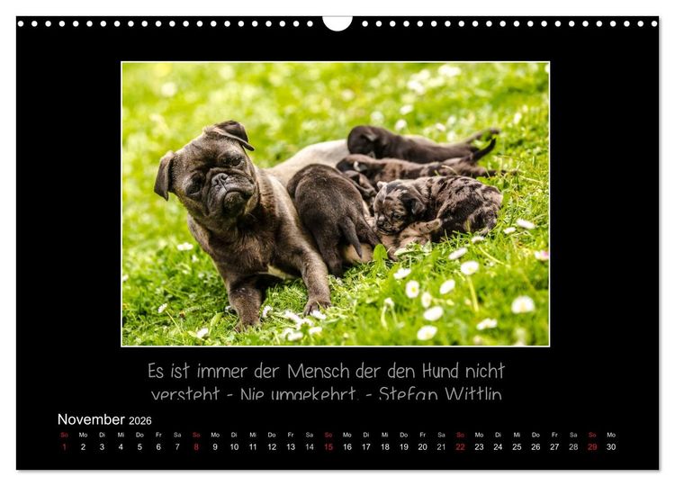 Produktbild: M&ouml;pse 2026 (Wandkalender 2026 DIN A3 quer), CALVENDO Monatskalender