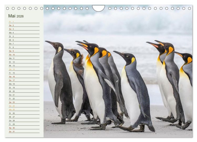 Produktbild: Unter Pinguinen (Wandkalender 2026 DIN A4 quer), CALVENDO Monatskalender