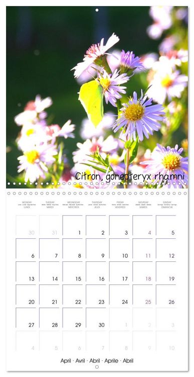 Produktbild: D&eacute;licats Papillons de nos r&eacute;gions, de France et d'Europe (Calendrier mural carr&eacute; 2026 30x30 cm) Calendrier double avec une page pour vos prises de notes