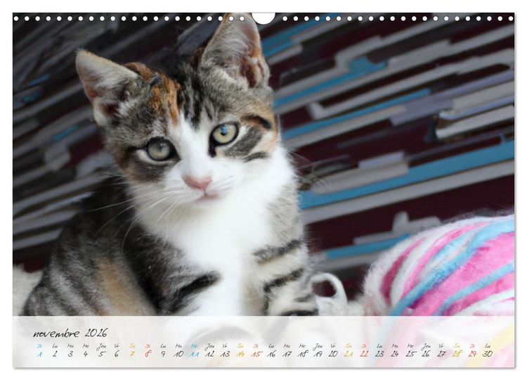 Produktbild: Chatons trop mignons (Calendrier mural 2026 DIN A3 vertical), CALVENDO calendrier mensuel