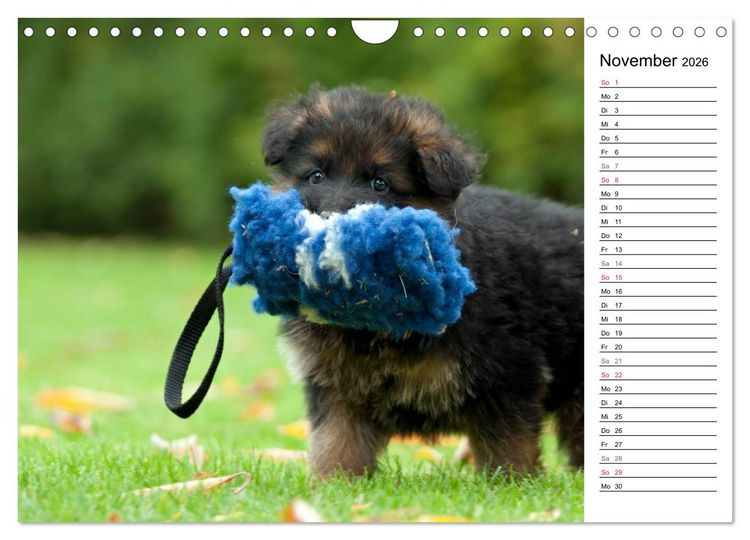 Produktbild: Zauberhafte Langhaar Sch&auml;ferhunde (Wandkalender 2026 DIN A4 quer), CALVENDO Monatskalender