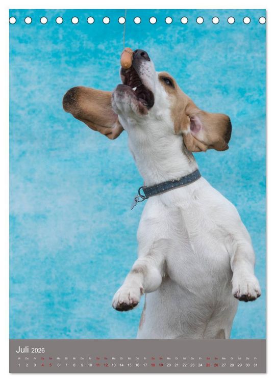 Produktbild: Hundegesichter beim W&uuml;rstchenschnappen (Tischkalender 2026 DIN A5 hoch), CALVENDO Monatskalender