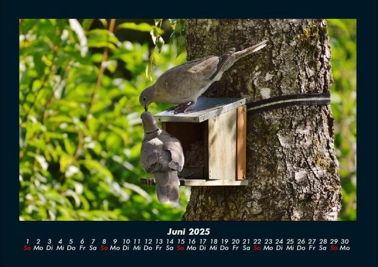 Produktbild: Vogelparadies 2025 Fotokalender DIN A4