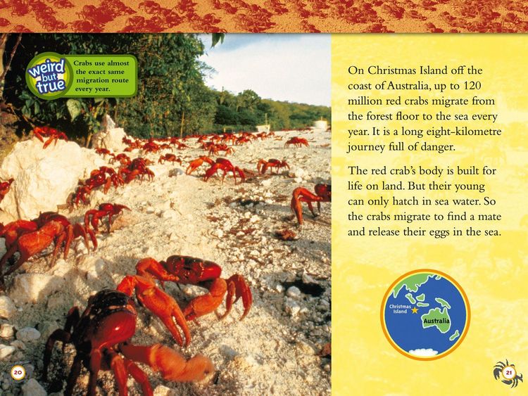 Produktbild: Amazing Animal Journeys