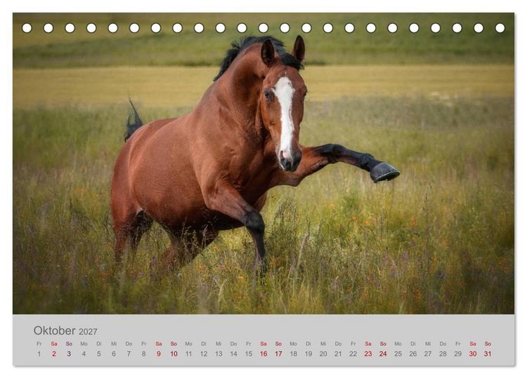 Produktbild: Pferde - Anmut, Eleganz, Magie (Tischkalender 2027 DIN A5 quer), CALVENDO Monatskalender