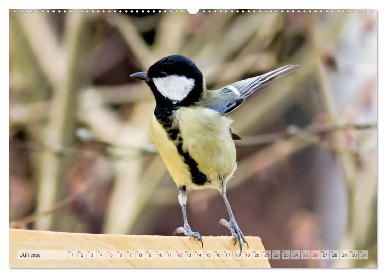 Produktbild: NATUR PUR Heimische Singv&ouml;gel (hochwertiger Premium Wandkalender 2026 DIN A2 quer), Kunstdruck in Hochglanz