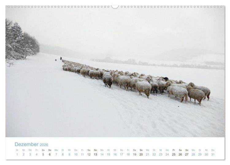 Produktbild: Mit Schafen durch das Jahr (Wandkalender 2026 DIN A2 quer), CALVENDO Monatskalender